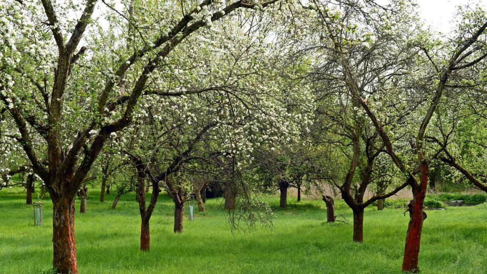 Jaro v Klíčovských sadech
