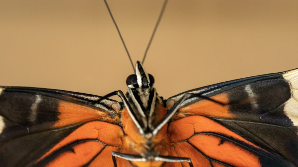 Výstava motýlů v Botanické zahradě se tentokrát zaměří na detaily