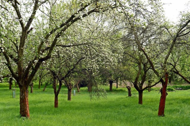 Jaro v Klíčovských sadech | foto: Spolek Na ovoce
