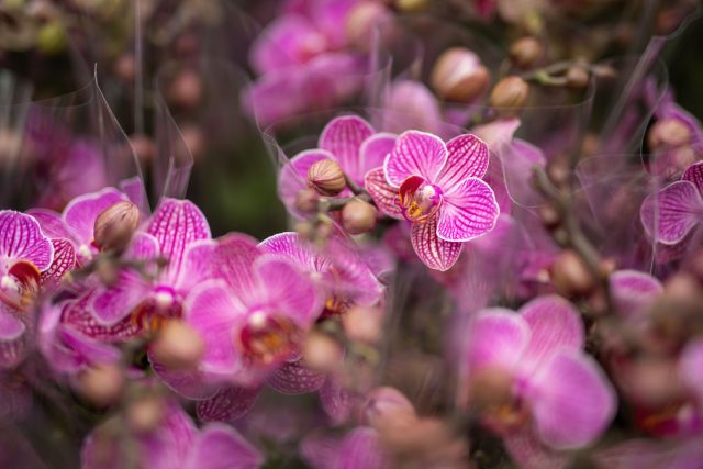 Výstava orchidejí v Botanické zahradě je prodejní | foto: Botanická zahrada hl. m. Prahy