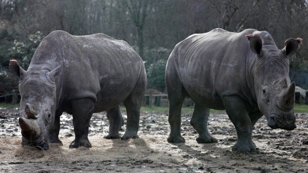 Nosorožci tuponosí, kteří přežili útok pytláků ve francouzském Thoiry